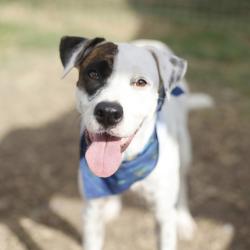 Shelter Stray Female Dog last seen , 4710 TX-151, San Antonio, TX 78227, USA