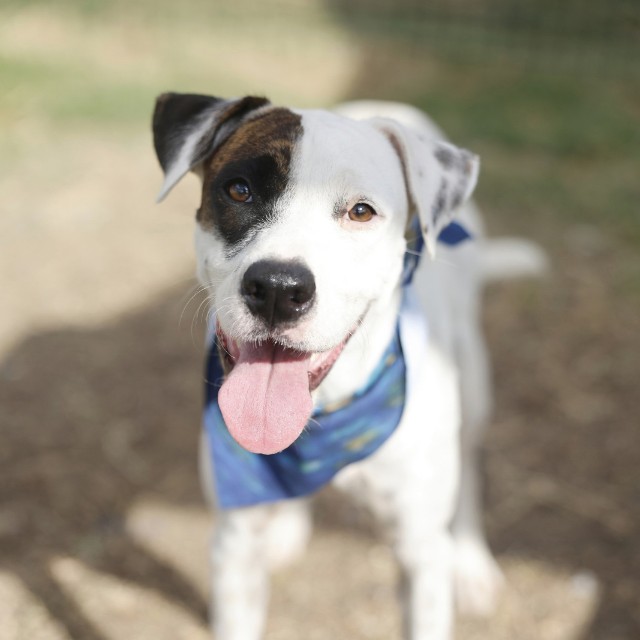 Shelter Stray Female Dog last seen , 4710 TX-151, San Antonio, TX 78227, USA