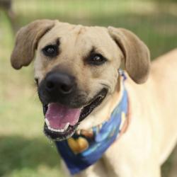 Shelter Stray Male Dog last seen THOUSAND OAKS DR AND UHR LN, 4710 TX-151, San Antonio, TX 78227, USA