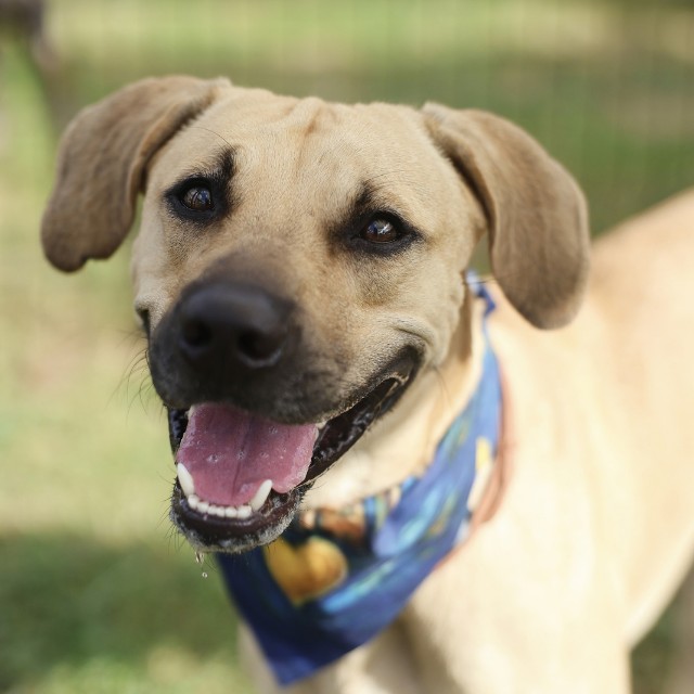 Shelter Stray Male Dog last seen THOUSAND OAKS DR AND UHR LN, 4710 TX-151, San Antonio, TX 78227, USA