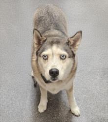 Shelter Stray Female Dog last seen , 3201 Lacy St, Los Angeles, CA 90031, USA
