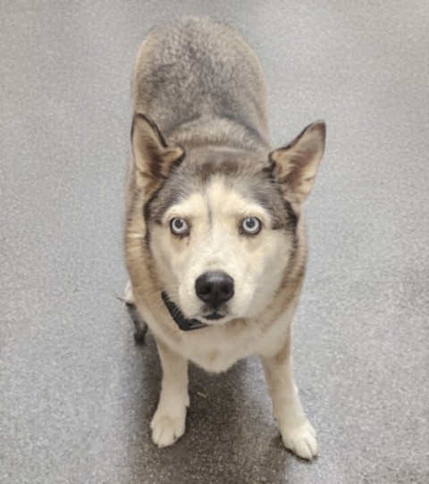 Shelter Stray Female Dog last seen , 3201 Lacy St, Los Angeles, CA 90031, USA