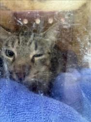 Shelter Stray Female Cat last seen , 3201 Lacy St, Los Angeles, CA 90031, USA