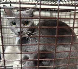 Shelter Stray Male Cat last seen , 3201 Lacy St, Los Angeles, CA 90031, USA