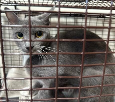 Shelter Stray Male Cat last seen , 3201 Lacy St, Los Angeles, CA 90031, USA