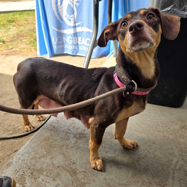 Shelter Stray Female Dog last seen Near BLOCK BLCK PACIFIC AVE, LONG BEACH, CA 90806, 7700 E Spring St, Long Beach, CA 90815, USA