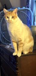 Reunited Male Cat last seen Legion and outlook, Philadelphia, PA 19114