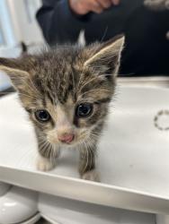 Shelter Stray Male Cat last seen OUT OF JURIS, 221 Stone Quarry Rd, Burlington, NC 27217, USA