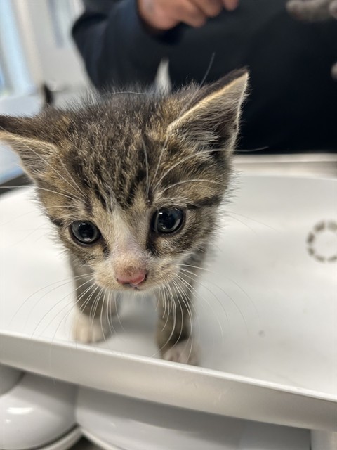 Shelter Stray Male Cat last seen OUT OF JURIS, 221 Stone Quarry Rd, Burlington, NC 27217, USA