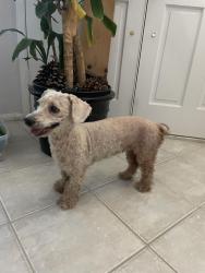 Found/Stray Female Dog last seen Griffin Way, Corona, CA 92879