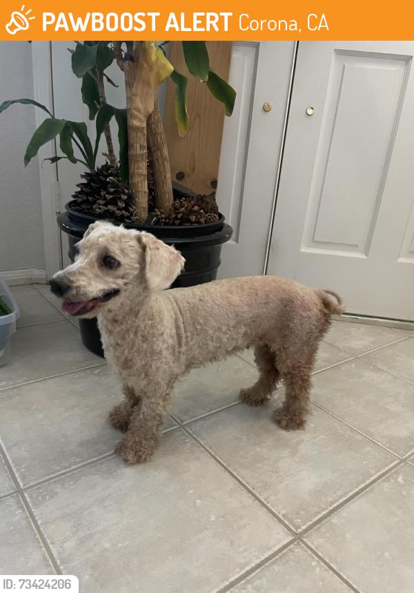 Found/Stray Female Dog last seen Griffin Way, Corona, CA 92879