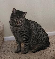 Lost Female Cat last seen Ravine behind Golden Meadow Ct/Ave E, Yucaipa, CA 92399