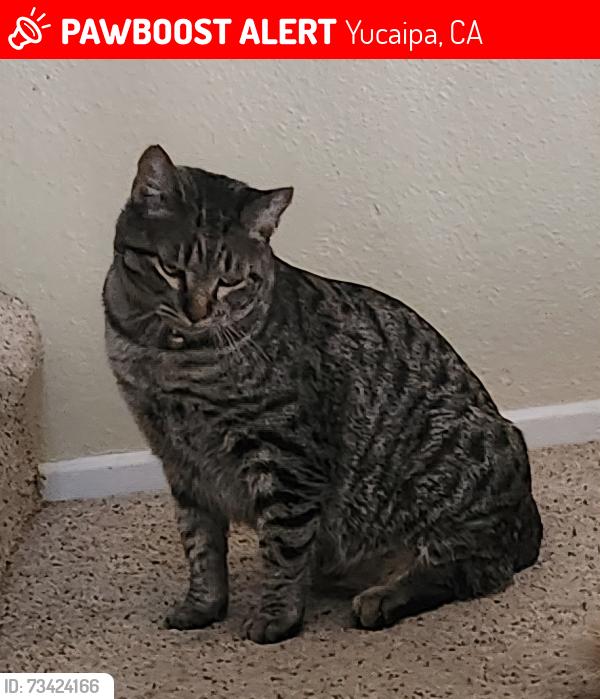 Lost Female Cat last seen Ravine behind Golden Meadow Ct/Ave E, Yucaipa, CA 92399