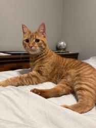 Found/Stray Female Cat last seen Mortenson and Catalpa, Berkley, MI 48072