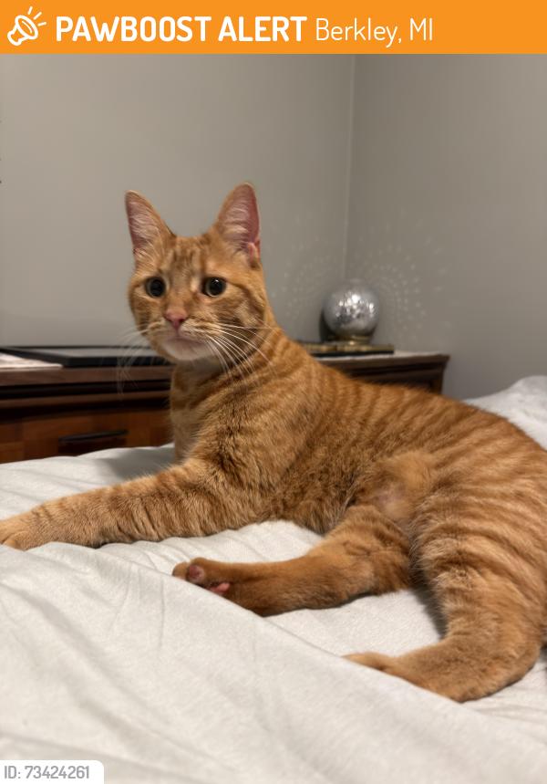 Found/Stray Female Cat last seen Mortenson and Catalpa, Berkley, MI 48072