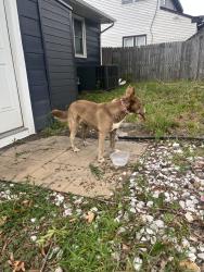Reunited Unknown Dog last seen Near Frizzell Ave, Norfolk, VA 23502, USA, Norfolk, VA 23502