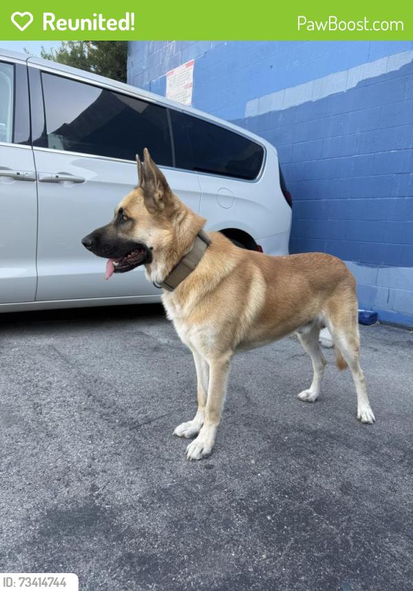 Reunited Male Dog last seen Dodge Dependable Car Dealership, Los Angeles, CA 91304