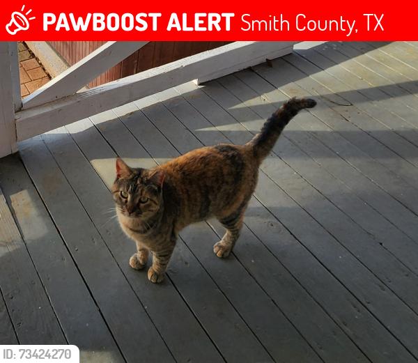 Lost Male Cat last seen CR 188, Smith County, TX 75757