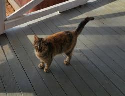 Lost Male Cat last seen CR 188, Smith County, TX 75757