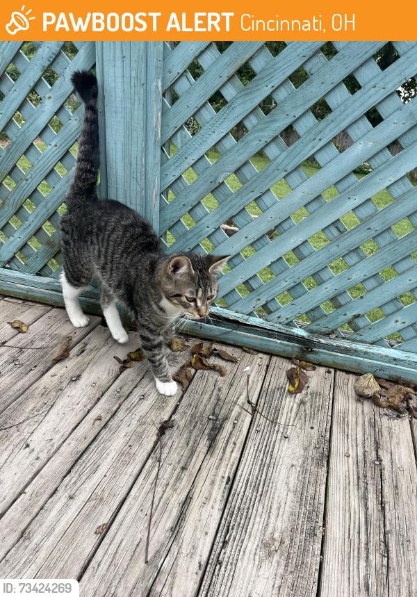 Found/Stray Male Cat last seen Lester Road, Cincinnati, OH 45213