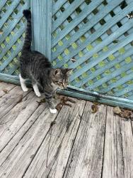 Found/Stray Male Cat last seen Lester Road, Cincinnati, OH 45213