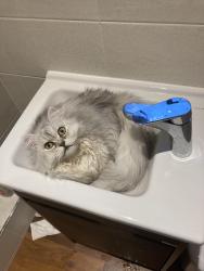 Lost Male Cat last seen Near cleavers view earls Barton, Earls Barton, England NN6 0FR