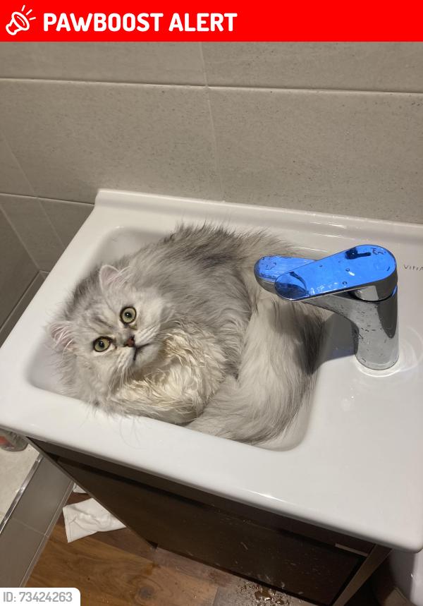 Lost Male Cat last seen Near cleavers view earls Barton, Earls Barton, England NN6 0FR