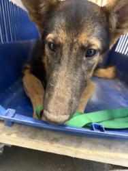 Shelter Stray Male Dog last seen W Church & S Valentine Ave, Fresno Zone Fresno CO 2 93706, CA, 1510 W Dan Ronquillo Dr, Fresno, CA 93706, USA