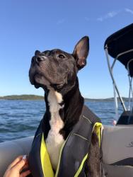 Lost Male Dog last seen Glenmeade, Maryland Heights, MO 63043