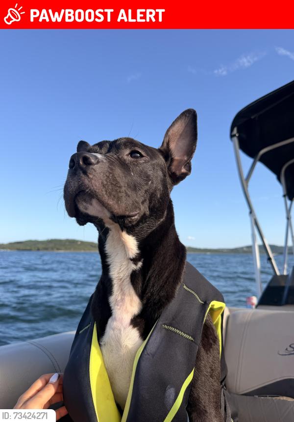 Lost Male Dog last seen Glenmeade, Maryland Heights, MO 63043