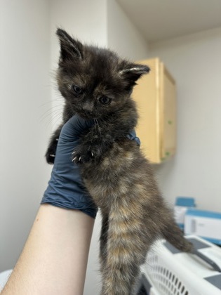 Shelter Stray Female Cat last seen Near BRADSHAW RD, Rancho Cordova, CA, 6201 Florin Perkins Rd, Sacramento, CA 95828, USA