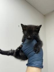 Shelter Stray Female Cat last seen Near BRADSHAW RD, Rancho Cordova, CA, 6201 Florin Perkins Rd, Sacramento, CA 95828, USA