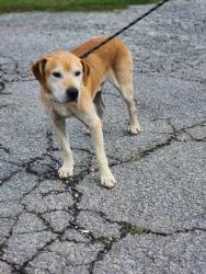 Shelter Stray Male Dog last seen Near block of JOHN ST PICKENS, SC 29671, Pickens City, SC, 193 County Farm Rd, Pickens, SC 29671, USA