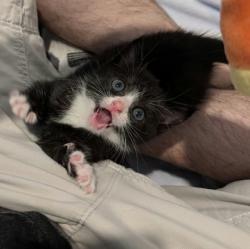 Shelter Stray Female Cat last seen Near W Strathmore Ave, Baltimore, MD 21215, 21215, MD, 2490 Giles Rd, Baltimore, MD 21225, USA