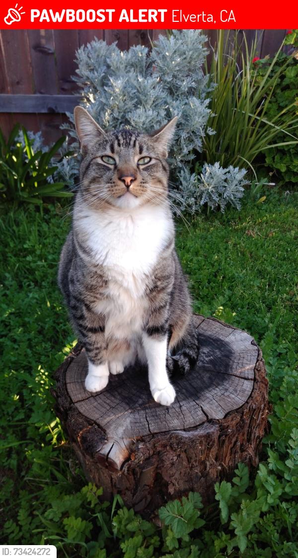 Lost Male Cat last seen Dutch haven, Elverta, CA 95626