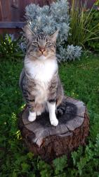 Lost Male Cat last seen Dutch haven, Elverta, CA 95626