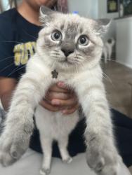 Reunited Male Cat last seen Regency Park, Lake Mary, Lake Mary, FL 32746
