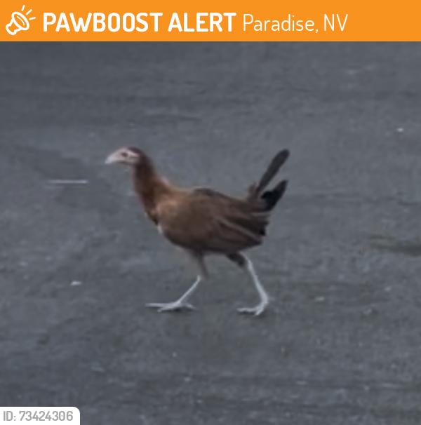 Found/Stray Unknown Bird last seen Plaza Parking lot near Toros Tacos, Paradise, NV 89120