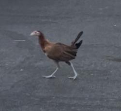 Found/Stray Unknown Bird last seen Plaza Parking lot near Toros Tacos, Paradise, NV 89120