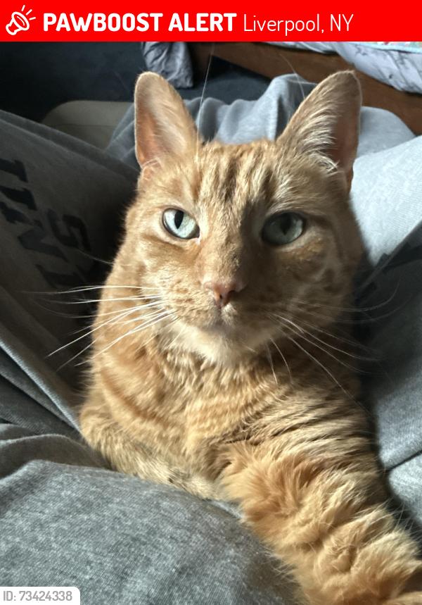 Lost Female Cat last seen Near Black Willow, Liverpool, NY 13090