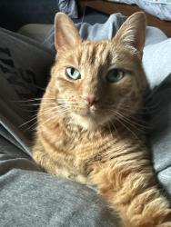 Lost Female Cat last seen Near Black Willow, Liverpool, NY 13090