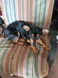 Lost Female Dog last seen Glider avenue, Knoxville, TN 37917