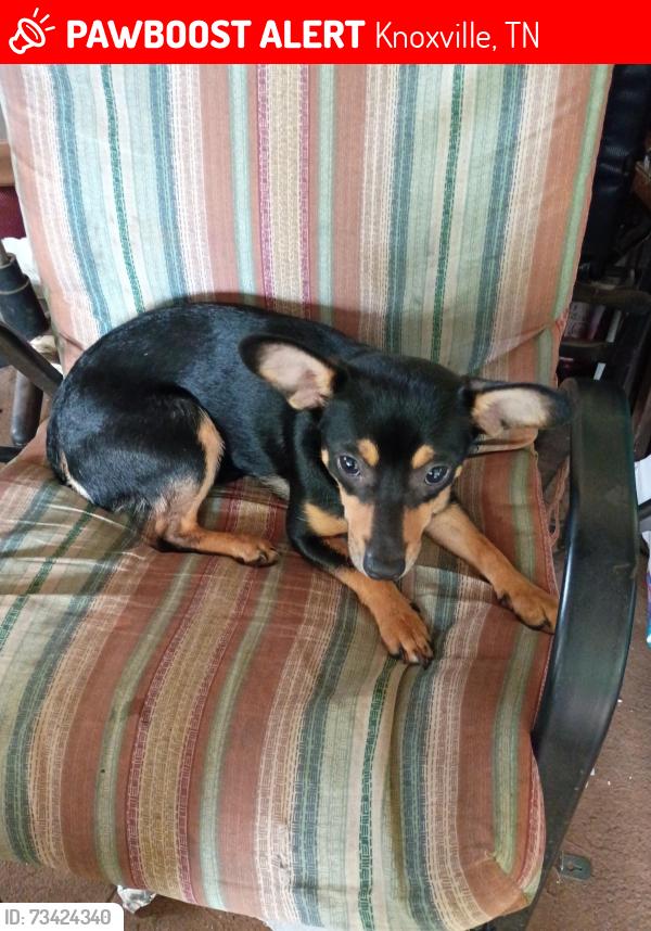 Lost Female Dog last seen Glider avenue, Knoxville, TN 37917