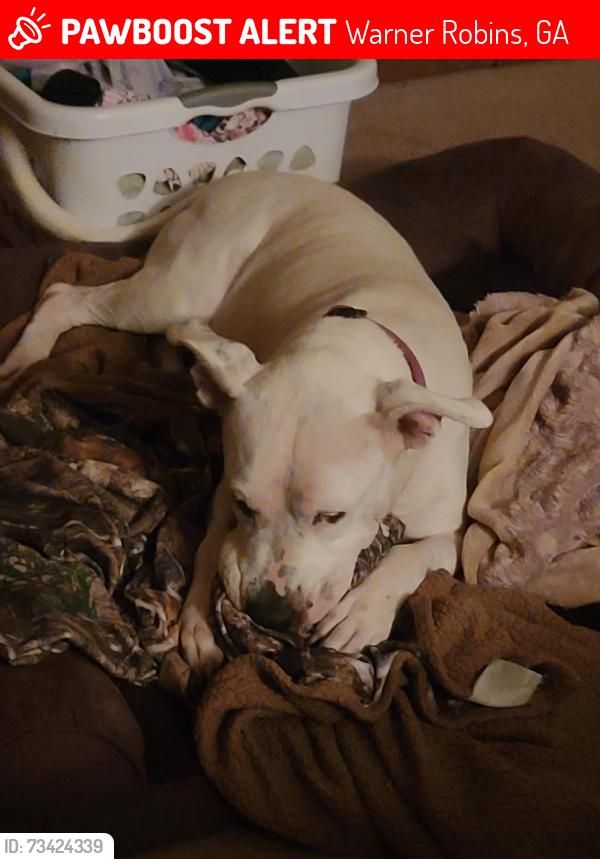 Lost Female Dog last seen Houston Rd/Dunbar, Warner Robins, GA 31093