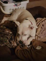 Lost Female Dog last seen Houston Rd/Dunbar, Warner Robins, GA 31093
