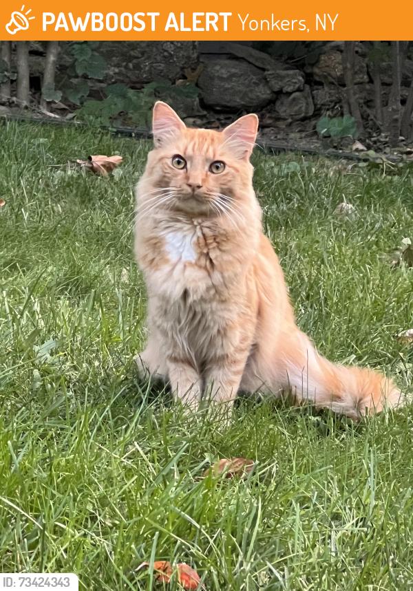 Found/Stray Unknown Cat last seen Palmer RD, Yonkers, NY 10708
