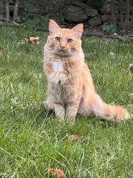 Found/Stray Unknown Cat last seen Palmer RD, Yonkers, NY 10708