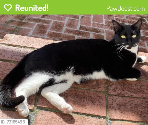 Reunited Female Cat last seen Tenent Ave and Cuadra Ct. Pinole, Pinole, CA 94564
