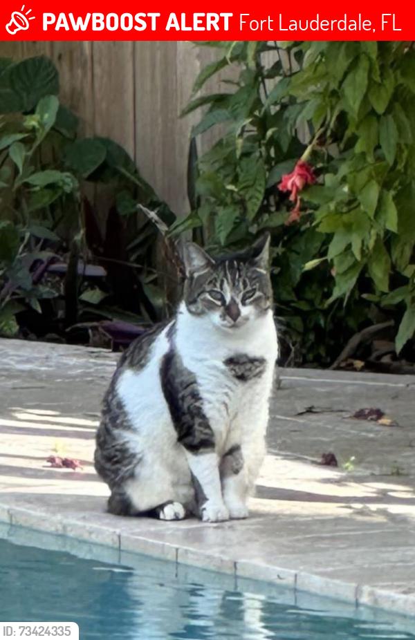 Lost Female Cat last seen Riverland Road and SW 29th Way, Fort Lauderdale, FL 33312