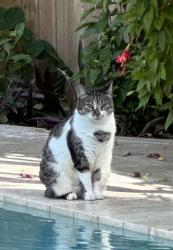 Lost Female Cat last seen Riverland Road and SW 29th Way, Fort Lauderdale, FL 33312